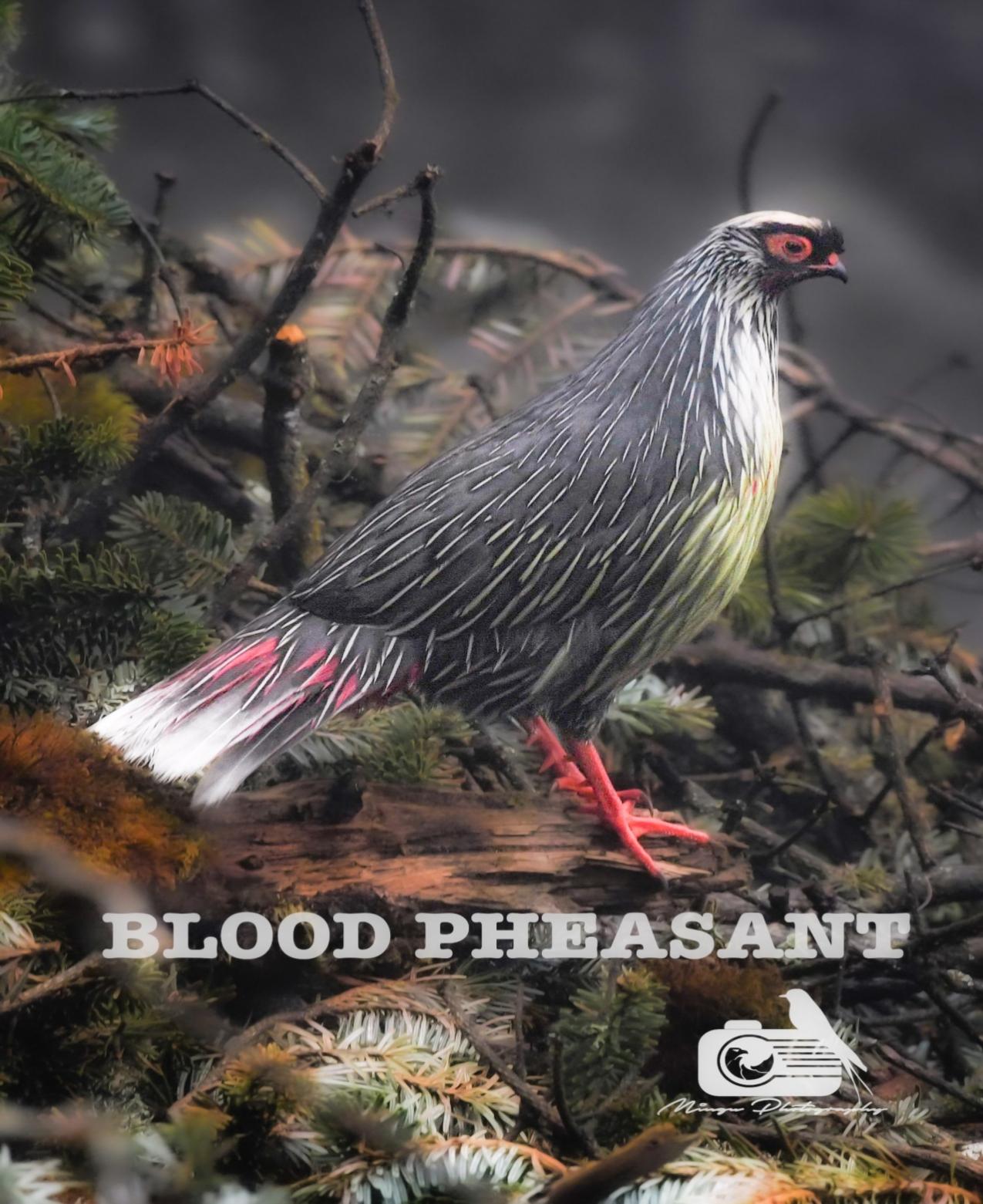 Blood Pheasant ( Local name: Chilimey)